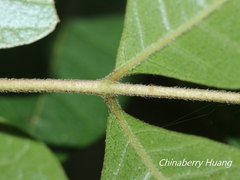 Tetradium ruticarpum