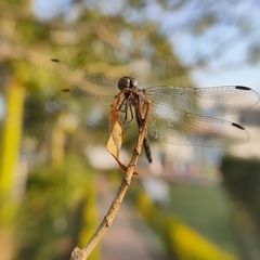 Trithemis festiva