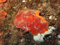 Platydoris argo