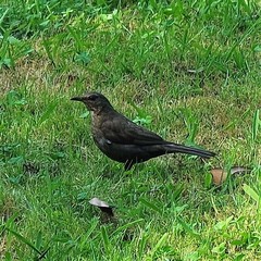 Turdus merula