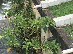 Iochroma arborescens