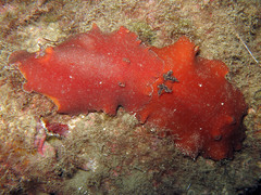 Platydoris argo
