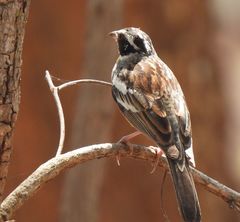 Emberiza cabanisi