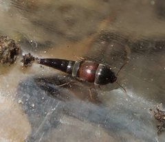 Sepedophilus marshami