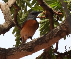 Monticola angolensis