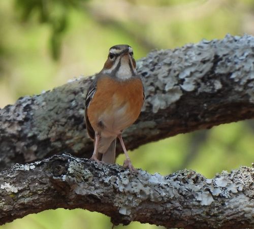 iNaturalist image