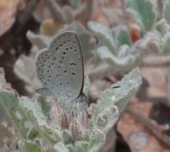 Zizeeria knysna knysna