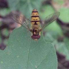 Episyrphus balteatus