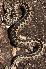 Vipera ursinii
