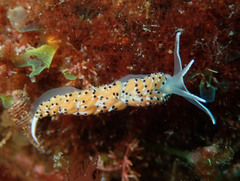 Caloria elegans