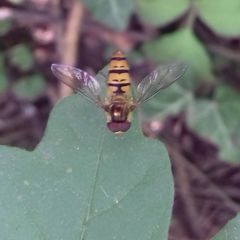 Episyrphus balteatus