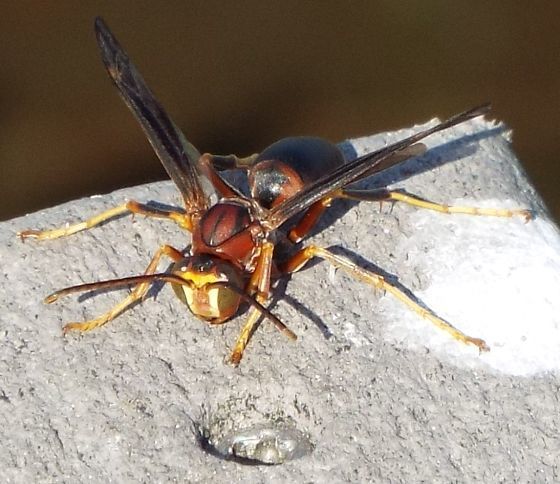 Polistes carolina - Wikipedia