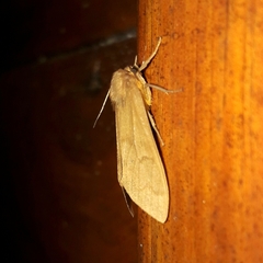 Elysius