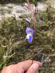 Disa venusta