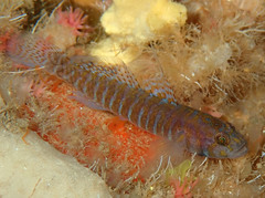 Corcyrogobius liechtensteini