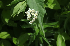 Achillea biserrata