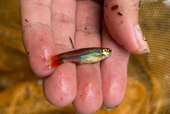 Rasbora einthovenii