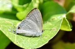Hypolycaena erylus