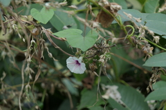 Ipomoea acanthocarpa