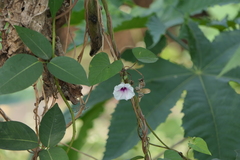 Ipomoea acanthocarpa