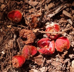 Cnesmocarpon dasyantha