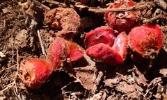 Cnesmocarpon dasyantha