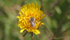 Diadasia chilensis