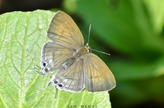 Hypolycaena erylus