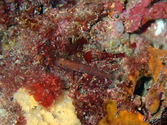 Corcyrogobius liechtensteini