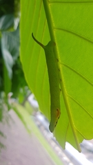 Enpinanga borneensis