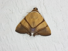 Eulepidotis julianata