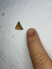 Eulepidotis julianata