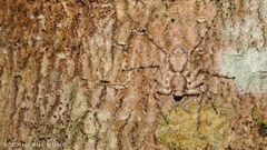 Phaeacius malayensis