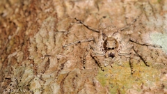 Phaeacius malayensis