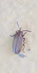 Neolochmaea brevicornis