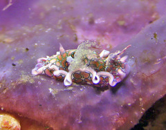 Sagaminopteron psychedelicum