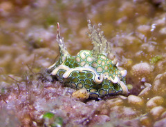 Sagaminopteron psychedelicum