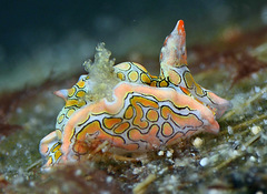 Sagaminopteron psychedelicum