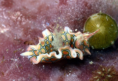 Sagaminopteron psychedelicum