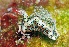 Sagaminopteron psychedelicum