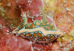 Sagaminopteron psychedelicum