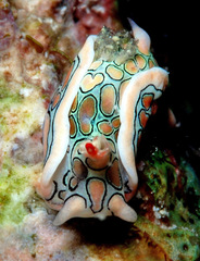 Sagaminopteron psychedelicum