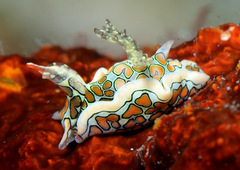 Sagaminopteron psychedelicum