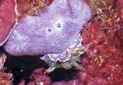 Sagaminopteron psychedelicum