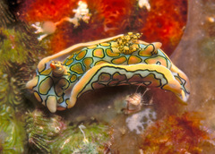 Sagaminopteron psychedelicum