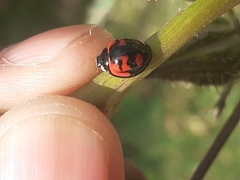 Cheilomenes sexmaculata
