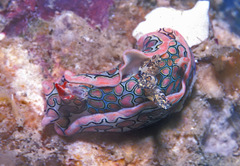 Sagaminopteron psychedelicum