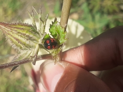 Cheilomenes sexmaculata