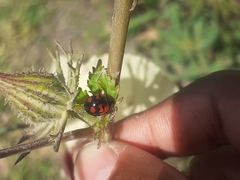 Cheilomenes sexmaculata