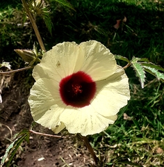 Hibiscus